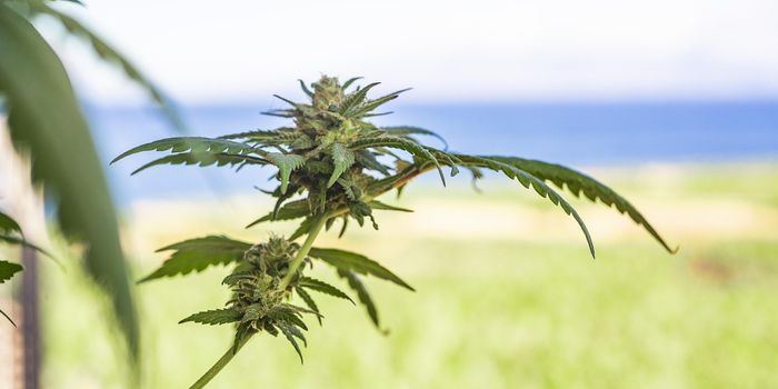 Gen Z, Millennials Fine With Partner's Cannabis Use