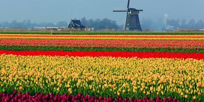 Flowers From the Air