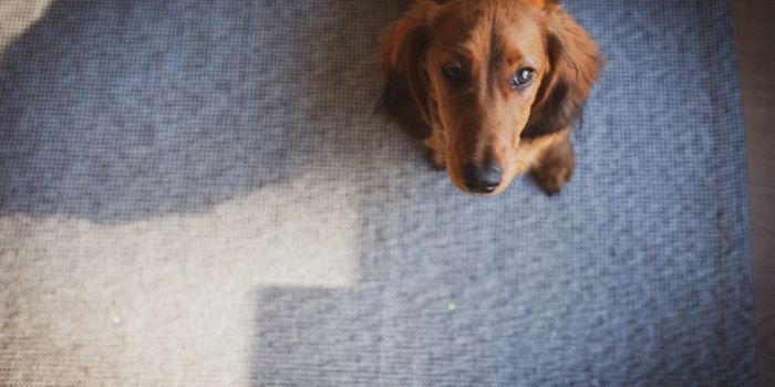 Dogs Can Pick Up the 'Seizure Smell', Alert Their Owners