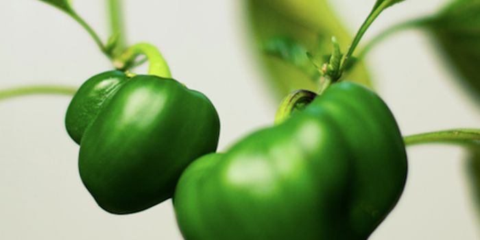 Database for Functional Plant Microbiome Studies