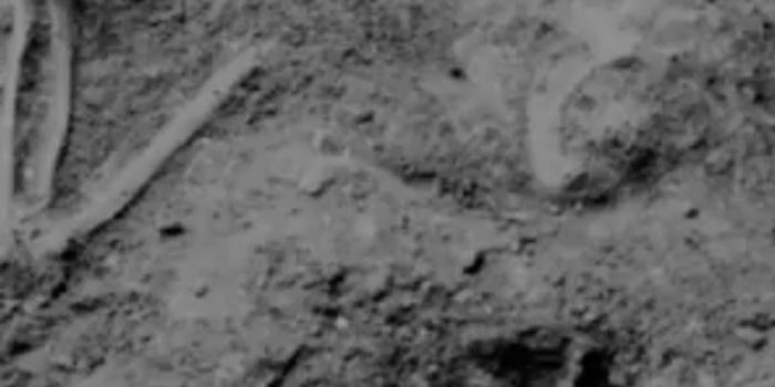 New Insights Into the Neanderthal Skeleton La Ferrassie 1