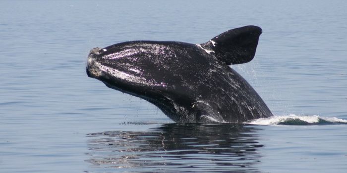 US to open ocean to seismic blasting