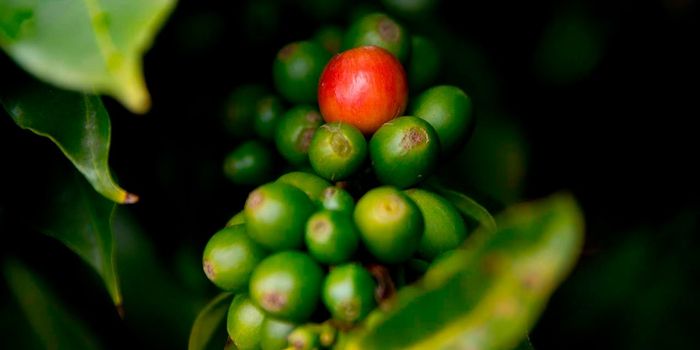 Sequence of Arabica Coffee Publicly Released
