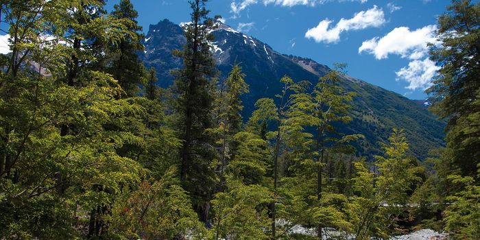 Estimated 9000 Undiscovered Tree Species Worldwide