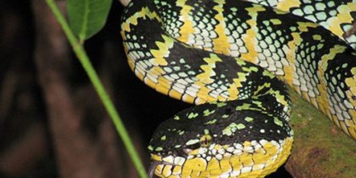 Developing Animal-Free Neurotoxin Testing