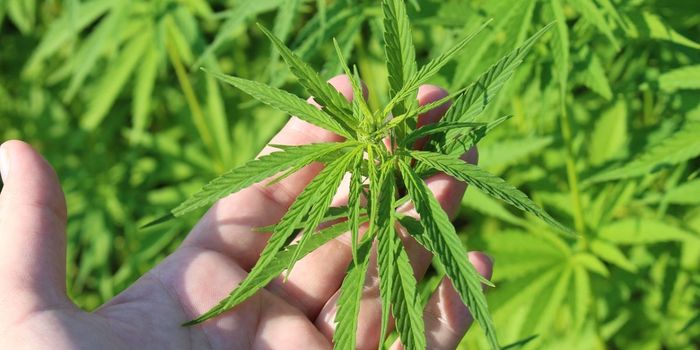 Why Did Young Adults Increase Cannabis Use in the Pandemic?