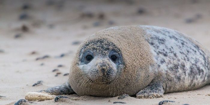 Gray Seal Numbers Are Rebounding After Near Extinction