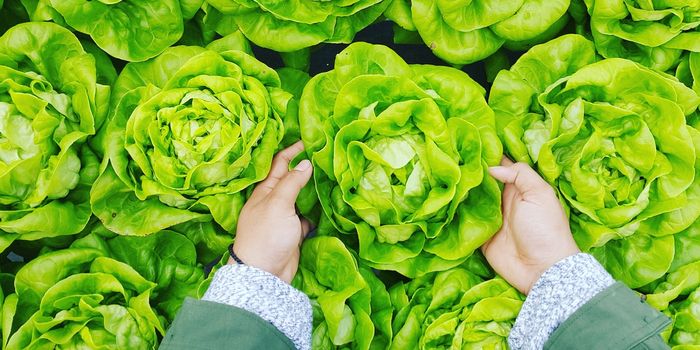 Organic Produce Lessens Breast Cancer Risk