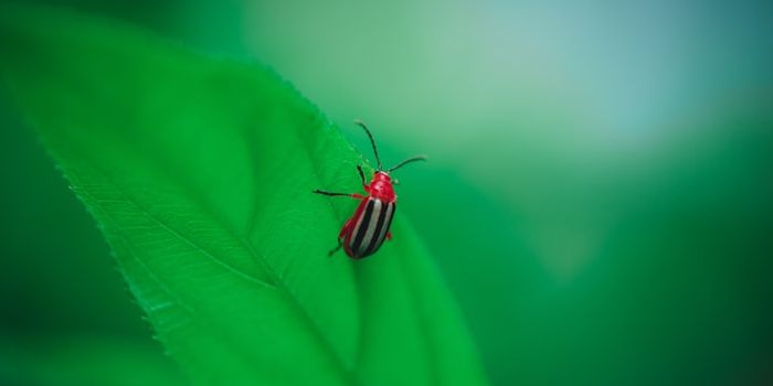 Effective Vaccines for Lyme Disease?