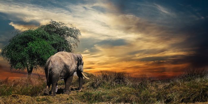 Elephants and Train Tracks Don't Mix