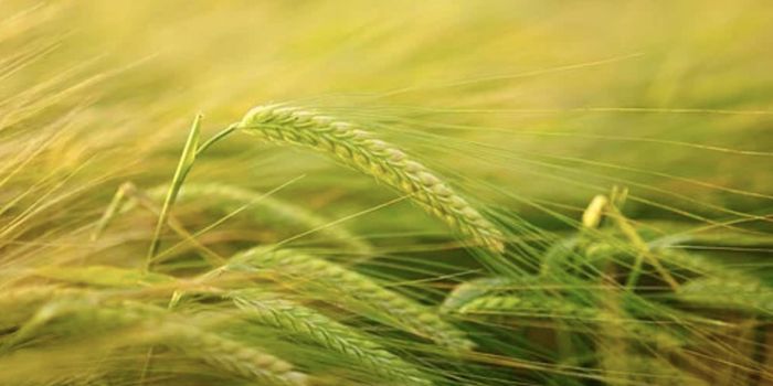 How a Bacterial Molecule Turns Plants to 'Zombies'