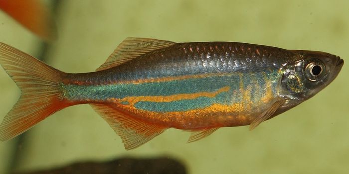 Scared Fish Use Chemical Alarms to Warn Others of Danger