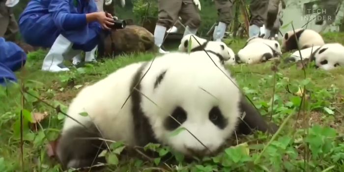 Are Giant Pandas Overrated?