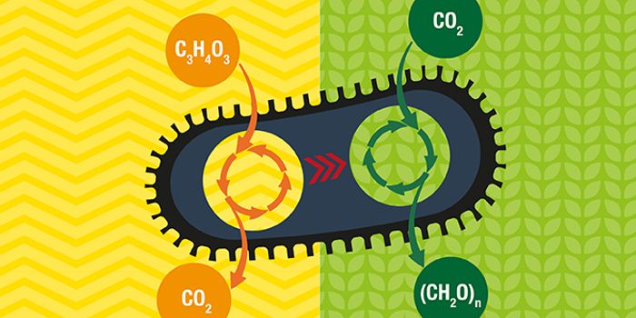 Scientists Engineer E. coli to Make Sugar From Carbon Dioxide