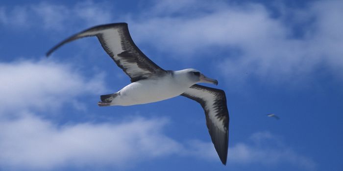 Fisheries and Climate Issues Threaten Albatrosses