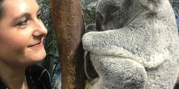 Sequencing of Koala Genome Provides Insight Into the Unique Species