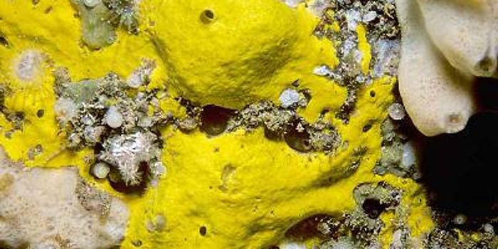 Marine sponge makes antibiotics