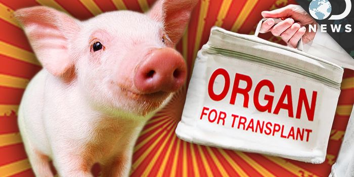 Animals May One Day Become Organ Donors for Humans