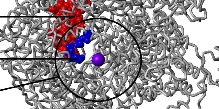 New, Powerful Antibiotic Found in Soil