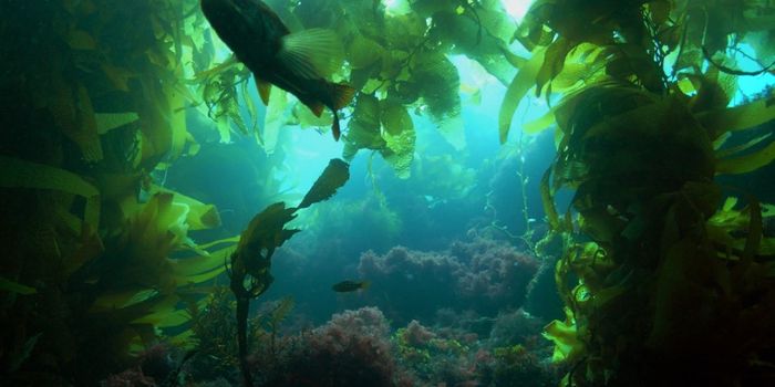 Underwater Forest May Bring New Therapeutics