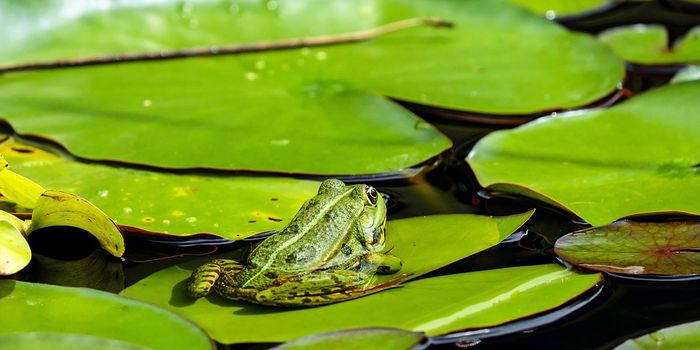 The magic vibrational powers of frog lungs