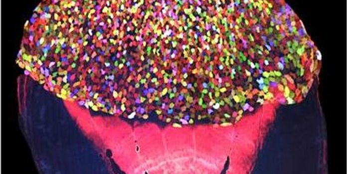 "Skinbow" Zebrafish Offers Insights into Skin Regeneration While Looking Insanely Pretty