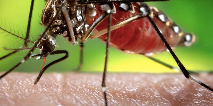 Genetic Factors Make Babies Susceptible to Zika