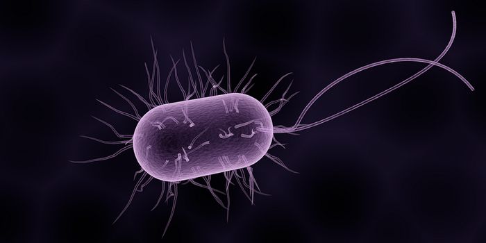 How the Immune System Tolerates Gut Bacteria