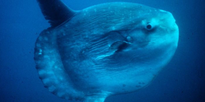Watch a Sunfish Get a Cleaning in the Depths of the Ocean