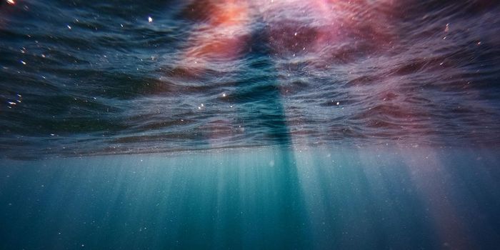 Plastic Pollution is Creating New Oceanic Communities