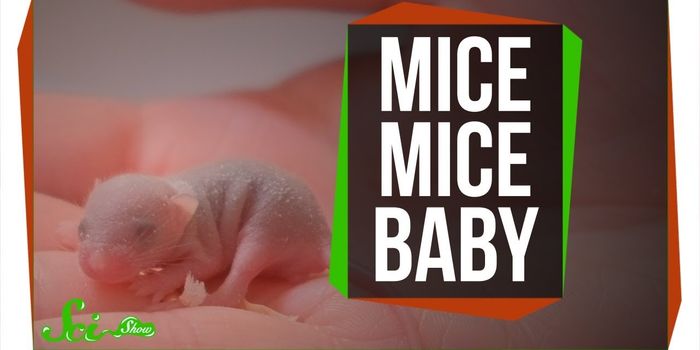 Engineering Viable Offspring From Same-sex Mouse Parents
