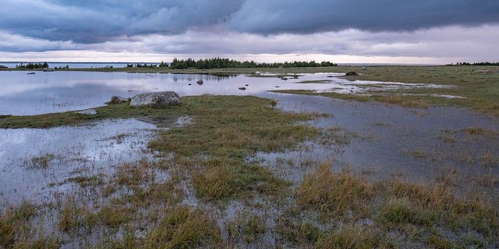 Restoring the World's Wetlands