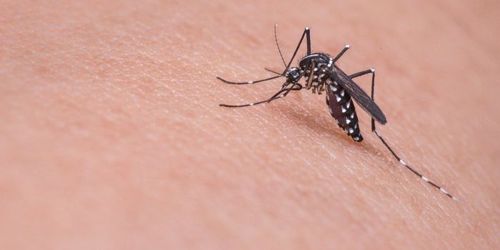 How the Skin Shields Against Zika Infection