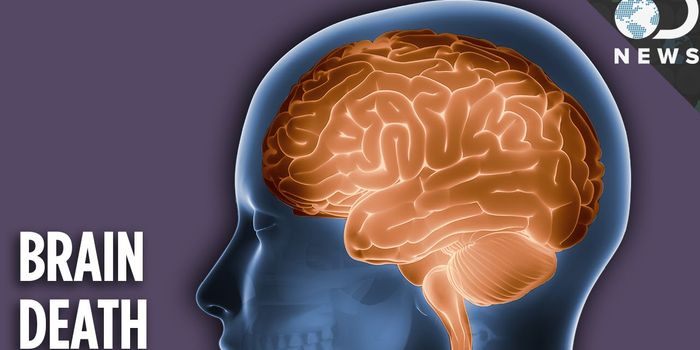 Death, as Determined by the Brain