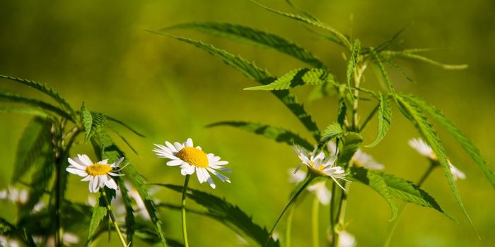 Cancer Patients Use Less Cannabis than General Public