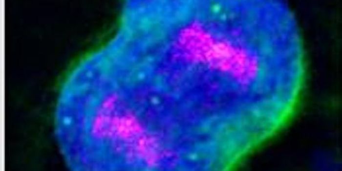 Observing Development at the Cellular Level