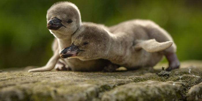 Happy Birthday Humboldts!