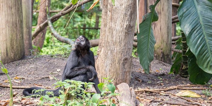 Bonobos Eat Meat Just as Often as Chimps, Research Finds