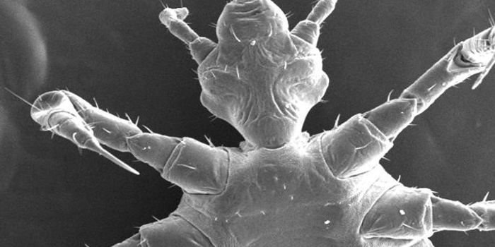 Human or Host? Parasites in Human History & Prehistory