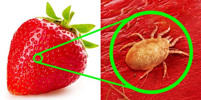Microscopic Food Structures