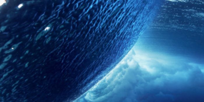 Did Early Animals Help Oxygenate the Ocean Depths?