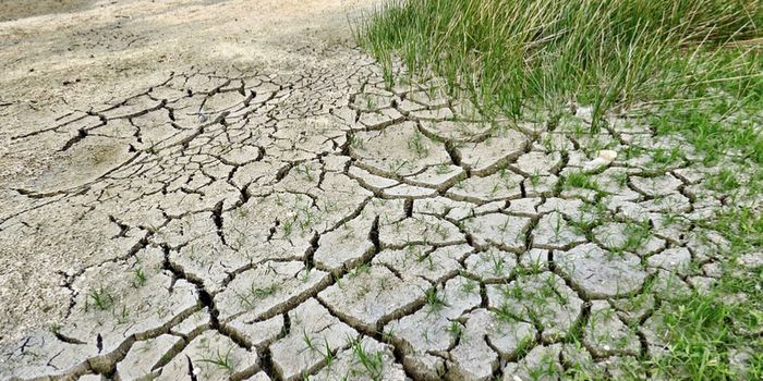 Devastating Amazon Drought Caused by Climate Change, Study Concludes