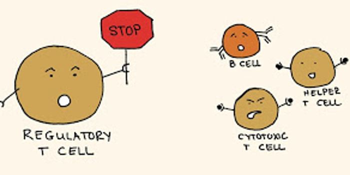 Regulatory T Cell Count Could Reduce Allergy Intensity