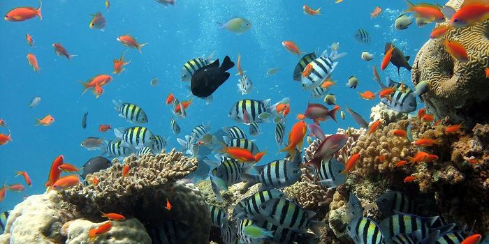 Scientists Spotlight Dangers of Ocean Noise Pollution