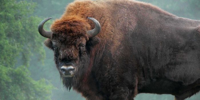 European Bison Found Poisoned & Decapitated In Spanish Reserve