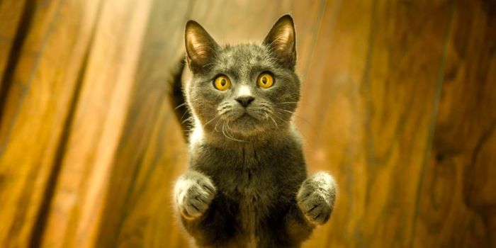 Could Cat Drugs Treat COVID-19 in Humans?