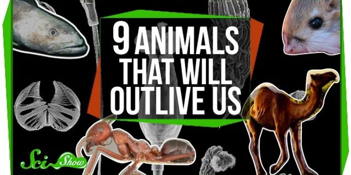 9 Animals that will outlive us!