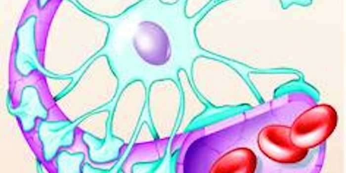 Antiviral Agent Shows Promise in a More Secure Blood-Brain Barrier