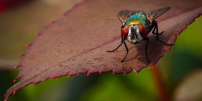 Detecting Chemical Weapons with Flies