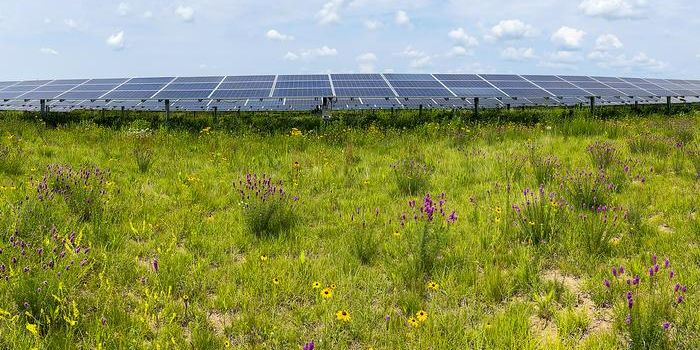 Insect Conservation and Solar Energy: A Five-Year Study Reveals Surprising Results